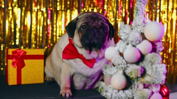 Imádnivaló bézs kutya csokornyakkendőben szilveszteri hangulatban. Aranyos teljes mopsz ül közel karácsonyfa és ajándék doboz a háttérben fényes tinsel. — Stock videók