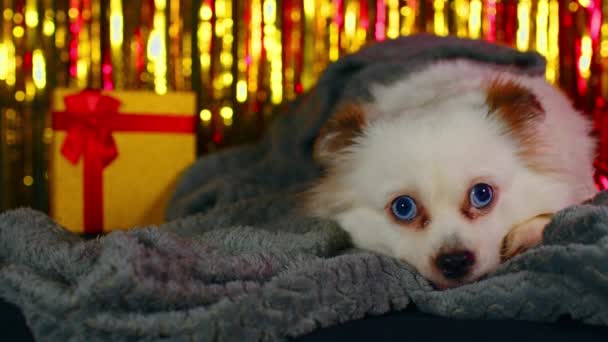 Bolyhos fehér kutya feküdt meleg takaróban a háttérben csillogó tinsel. Imádnivaló köpködés, szürke skót kockába csomagolva és körülnézve szilveszteri hangulatban.. — Stock videók