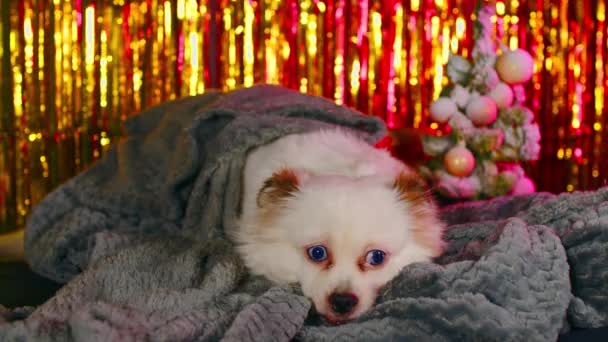 ふわふわの白い犬がきらめくティンセルを背景に暖かい毛布の中に横たわっています 灰色に包まれ 新年の雰囲気の中でゆったりとしたスピッツ休憩 — ストック動画