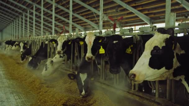 Modern Farm Cowshed Milking Cows Eating Hay Dairy Farm Concept — Stock Video