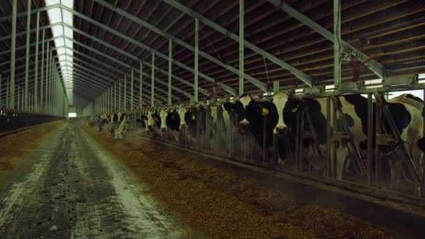 現代の農家の牛の干し草を食べる搾乳で覆われた 畜産の概念 — ストック動画