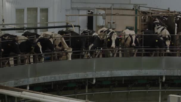 在旋转木马上给奶牛挤奶 工业自动挤奶系统 奶牛站在一起为奶牛饲养场提供自动挤奶系统 — 图库视频影像