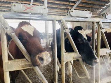 Samanları sağan ineklerle dolu modern çiftlik inekleri. Mandıra, tarım ve hayvancılık kavramı..