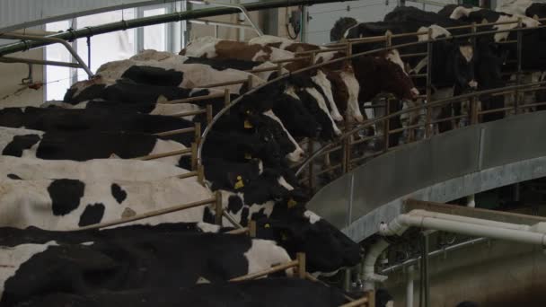 Milking Cows Carousel Automatic Industrial Milking Rotary System Dairy Cows — 图库视频影像