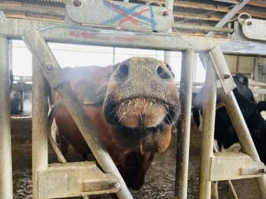 İnekler ahırda yulaf yiyor. Kulağında etiket olan inek sürüsü ahırlarda duruyor ve profesyonel mandıra fabrikasının modern ahırında yulaf yiyor..