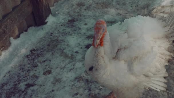 農場の雪の地面にトルコ人 農場の冬の日にエンクロージャ内の冷たい雪の地面に立って白い七面鳥の上から — ストック動画