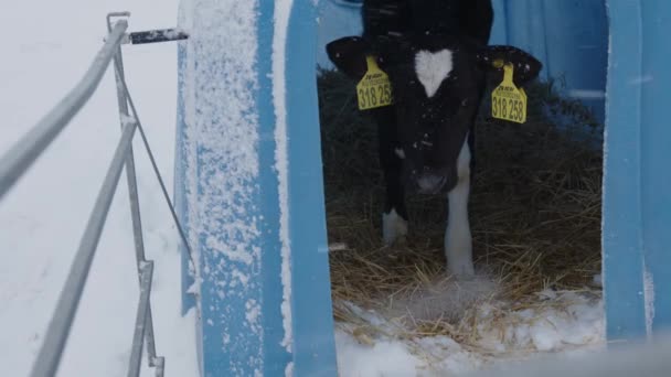可爱的小牛犊在塑料棚里 寒冷的冬日 可敬的黑白小牛犊站在蓝色塑料棚里的稻草上 站在农场里 — 图库视频影像