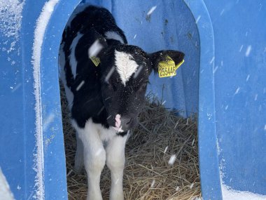 Soğuk kış günü çiftlikte mavi plastik bir sığınağın içinde samanların üzerinde duran sevimli siyah beyaz buzağı.