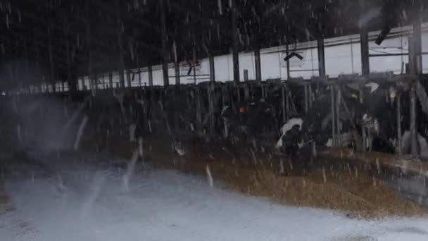 降雪中に納屋でオート麦を食べる牛 冬の屋台に立って耳にタグ付きの牛の群れとプロの酪農工場の近代的な納屋でオート麦を食べる — ストック動画