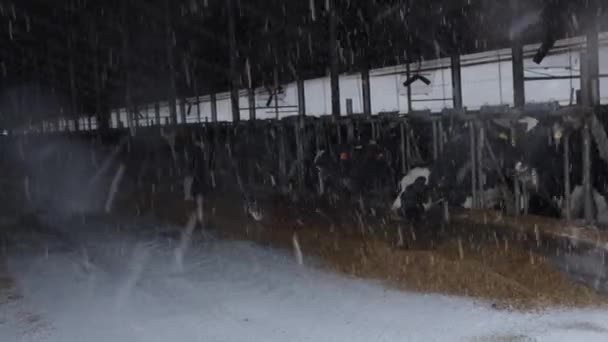 Vacas Comiendo Avena Granero Durante Una Nevada Manada Vacas Con — Vídeos de Stock