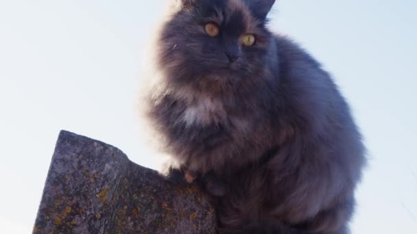 Chaton Mignon Assis Sur Une Clôture Contre Ciel Nuageux Domestique — Video