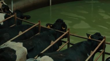 Atlıkarıncada inekleri sağmak. Otomatik endüstriyel sağma sistemi. Süt inekleri, süt çiftliği için robotik sağma sistemi için bir arada duruyorlar.