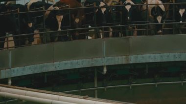 Atlıkarıncada inekleri sağmak. Otomatik endüstriyel sağma sistemi. Süt inekleri, süt çiftliği için robotik sağma sistemi için bir arada duruyorlar.