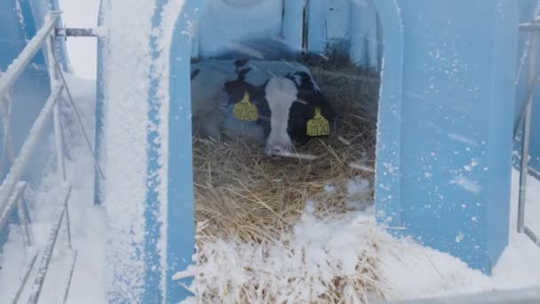 プラスチック製の小屋でかわいい子牛 農場で寒い冬の日に青いプラスチック製の避難所の中の藁の上に立つ愛らしい黒と白の子牛 — ストック動画