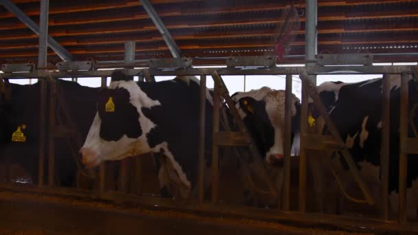 Cows Eating Oats Barn Herd Cows Tags Ears Standing Stalls — Vídeo de Stock