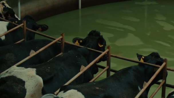 Доение Коров Карусели Автоматическая Промышленная Доильная Поворотная Система Молочные Коровы — стоковое видео