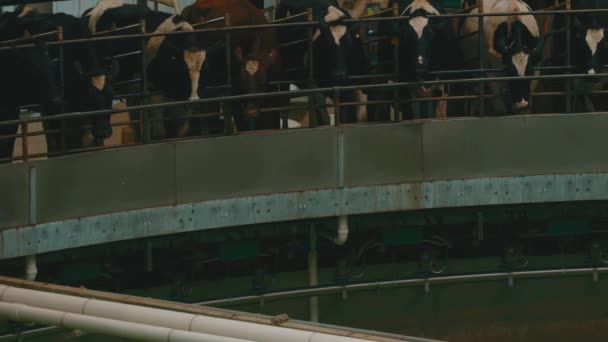 カルーセルに牛を搾乳 自動工業用搾乳ロータリーシステム 酪農家のためのロボットの搾乳システムのために一緒に立って酪農牛 — ストック動画