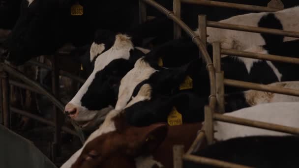 Milking Cows Carousel Automatic Industrial Milking Rotary System Dairy Cows — Stock Video