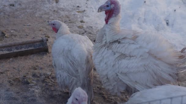 Dindes Sur Terrain Enneigé Ferme Haut Dindes Blanches Debout Sur — Video