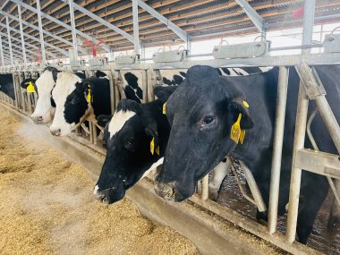 Modern çiftlik inekleri saman yiyor, mandıra çiftliği. Çiftlikte inek yetiştiriyorlar. Tarım endüstrisi, çiftlik hayvanları ve hayvancılık.