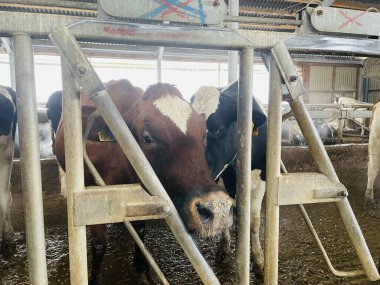 Modern çiftlik inekleri saman yiyor, mandıra çiftliği. Çiftlikte inek yetiştiriyorlar. Tarım endüstrisi, çiftlik hayvanları ve hayvancılık.