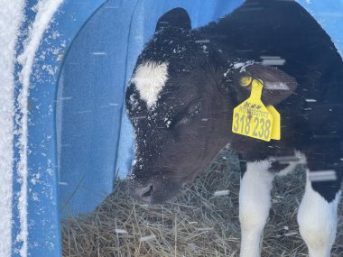Soğuk kış günü çiftlikte mavi plastik bir sığınağın içinde samanların üzerinde duran sevimli siyah beyaz buzağı.