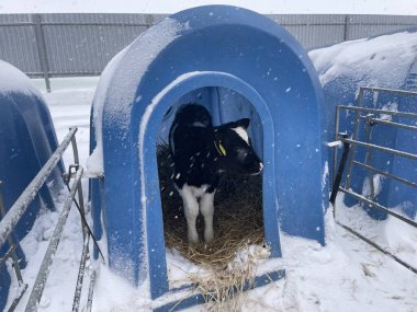 Soğuk kış günü çiftlikte mavi plastik bir sığınağın içinde samanların üzerinde duran sevimli siyah beyaz buzağı.