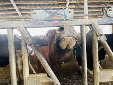 Modern çiftlik inekleri saman yiyor, mandıra çiftliği. Çiftlikte inek yetiştiriyorlar. Tarım endüstrisi, çiftlik hayvanları ve hayvancılık.