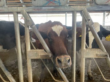 Modern çiftlik inekleri saman yiyor, mandıra çiftliği. Çiftlikte inek yetiştiriyorlar. Tarım endüstrisi, çiftlik hayvanları ve hayvancılık.
