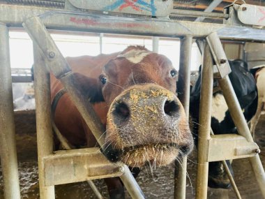 Modern çiftlik inekleri saman yiyor, mandıra çiftliği. Çiftlikte inek yetiştiriyorlar. Tarım endüstrisi, çiftlik hayvanları ve hayvancılık.