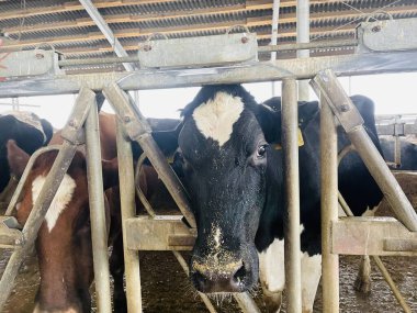 Modern çiftlik inekleri saman yiyor, mandıra çiftliği. Çiftlikte inek yetiştiriyorlar. Tarım endüstrisi, çiftlik hayvanları ve hayvancılık.