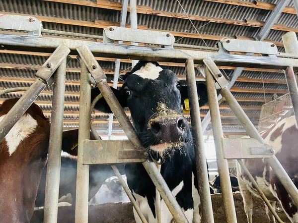 現代の農場の牛の干し草を食べると 酪農場の牛舎 農場での牛の繁殖 畜産業 畜産業 — ストック写真