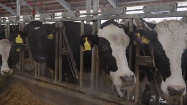 İnekler ahırda yulaf yiyor. Kulağında etiket olan inek sürüsü ahırlarda duruyor ve profesyonel mandıra fabrikasının modern ahırında yulaf yiyor.