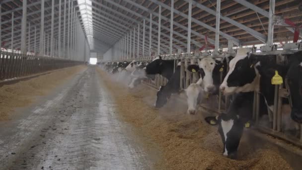 Modern Farm Cowshed Milking Cows Eating Hay Dairy Farm Concept — Vídeo de Stock