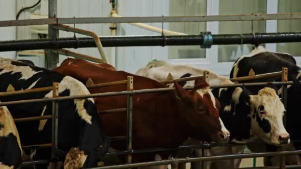 Process Milking Dairy Cows Milking Machine Automated Equipment Milking Cows — Stock Video