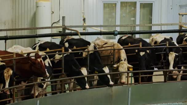 Cow Feeding Station Dairy Factory High Angle Many Cows Standing — Stock Video