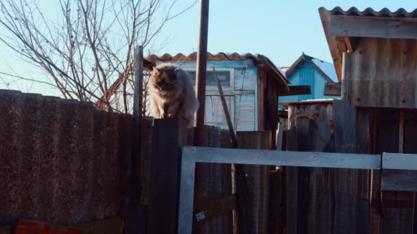 かわいい猫が柵の上に座って自分を舐めている 田舎の新鮮な空気に国内のふわふわ猫 — ストック動画