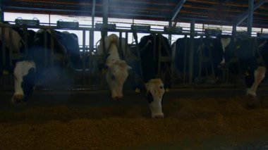 Tarım, sığır. Çiftlikteki inekler, kapalı mekanda