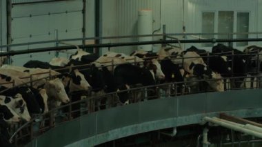 Tarım, sığır. Çiftlikteki inekler, kapalı mekanda