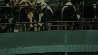 Tarım, sığır. Çiftlikteki inekler, kapalı mekanda