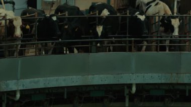 Tarım, sığır. Çiftlikteki inekler, kapalı mekanda