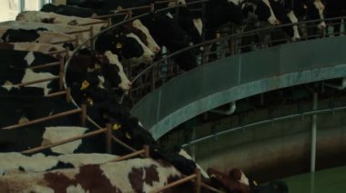 Tarım, sığır. Çiftlikteki inekler, kapalı mekanda