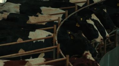 Tarım, sığır. Çiftlikteki inekler, kapalı mekanda