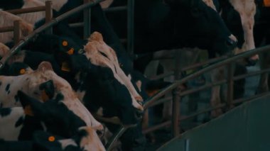 Tarım, sığır. Çiftlikteki inekler, kapalı mekanda