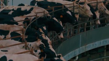 Tarım, sığır. Çiftlikteki inekler, kapalı mekanda