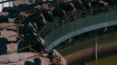 Tarım, sığır. Çiftlikteki inekler, kapalı mekanda