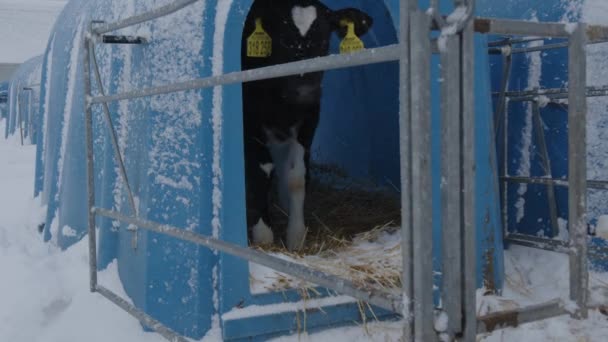 冬天农场里的奶牛 — 图库视频影像