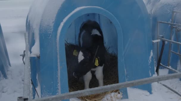 Agricultura Ganado Vaca Granja Invierno — Vídeos de Stock