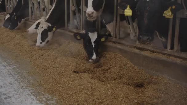Agricultura Ganado Vacas Granja Interior — Vídeos de Stock