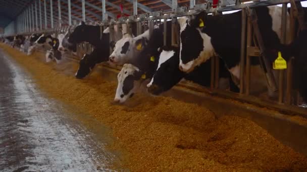 Agriculture Cattle Cows Farm Indoors — Vídeo de Stock